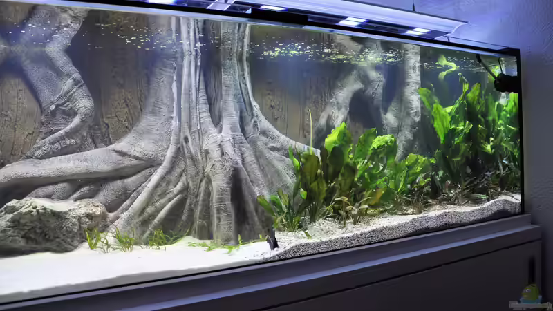 Dekoration im Aquarium Büro 290 von Chris64 (16)