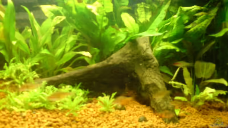 Dekoration im Aquarium Bürobecken von Bbert (5)