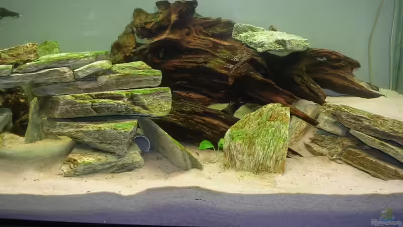 Dekoration im Aquarium Buntbarsch von Sascha85 (5)