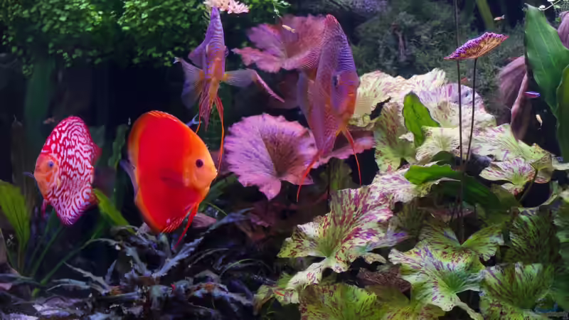 Dekoration im Aquarium Bunte Diskus und vielfältige Bepflanzung von Alexander Bienefeld (10)