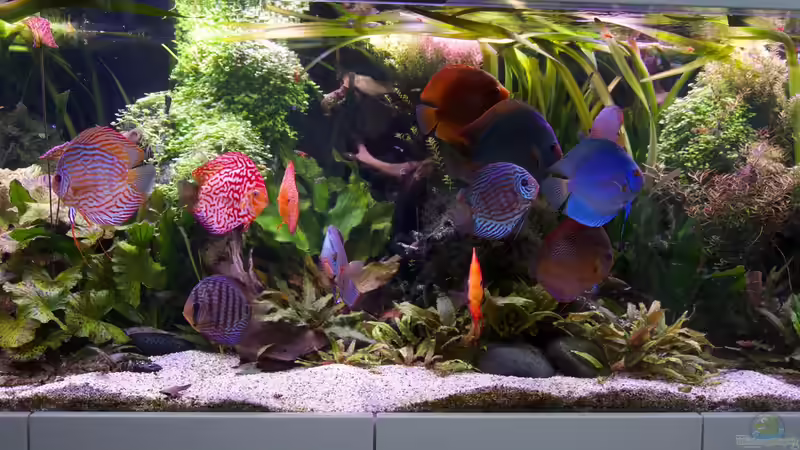 Dekoration im Aquarium Bunte Diskus und vielfältige Bepflanzung von Alexander Bienefeld (9)