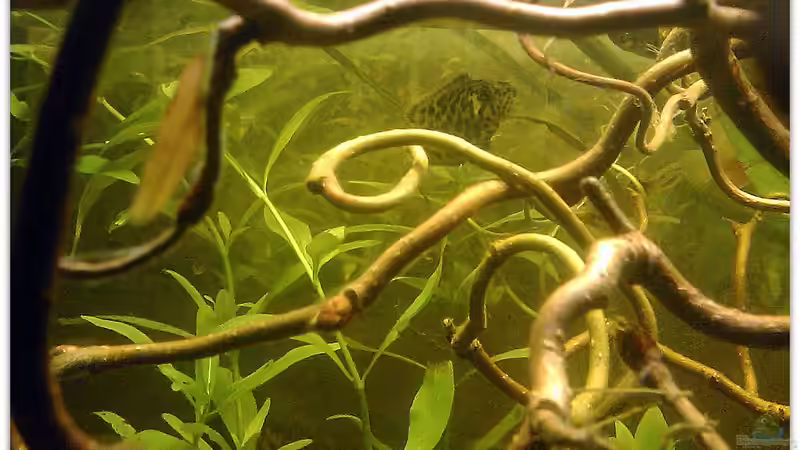 Dekoration im Aquarium Buschfisch-Becken von mariajudyta (8)
