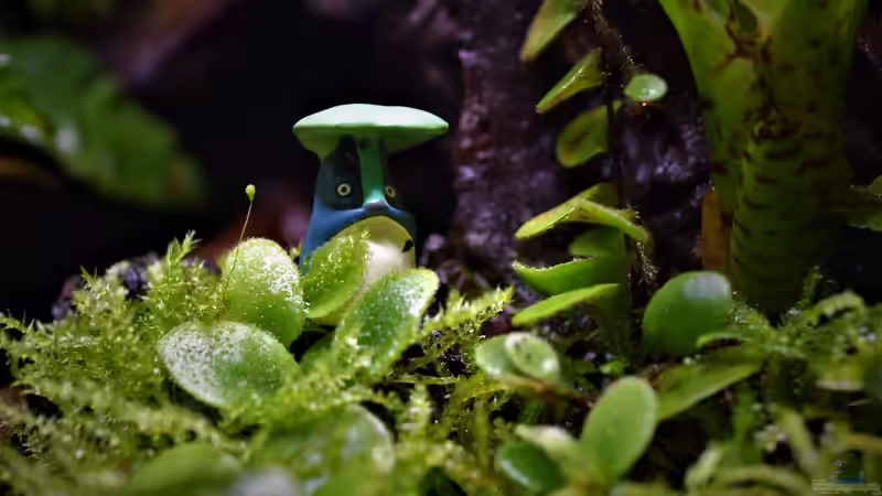 Dekoration im Aquarium Canyon von Junglist (35)