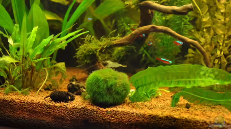 Dekoration im Aquarium CAT-TV von Garfield (15)