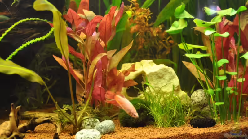 Dekoration im Aquarium CAT-TV von Garfield (17)