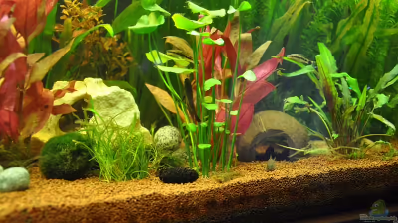 Dekoration im Aquarium CAT-TV von Garfield (18)