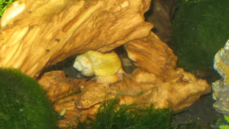 Dekoration im Aquarium Caty`s Garnelotopia von Caty (8)