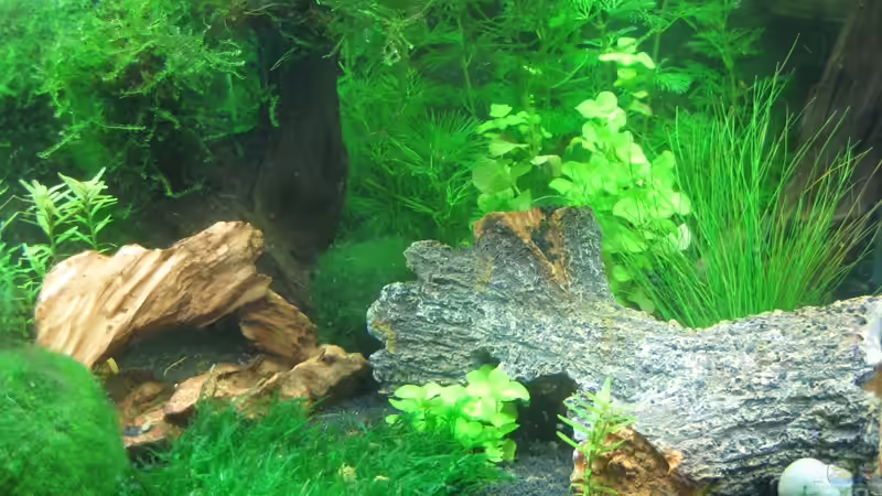 Dekoration im Aquarium Caty`s Garnelotopia von Caty (9)