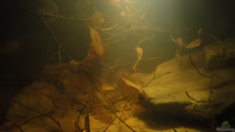 Dekoration im Aquarium Central American River von Laura (37)