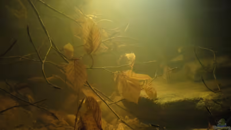 Dekoration im Aquarium Central American River von Laura (38)