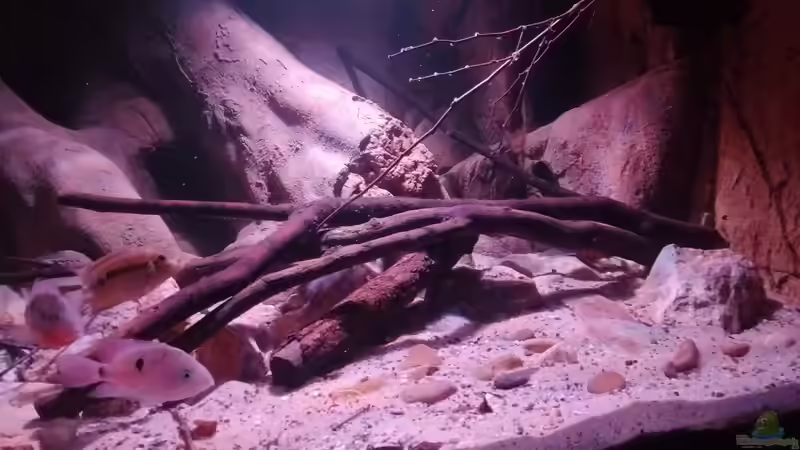 Dekoration im Aquarium Central Park von Leo-FAN (30)