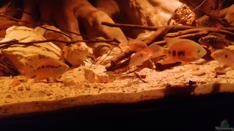 Dekoration im Aquarium Central Park von Leo-FAN (32)