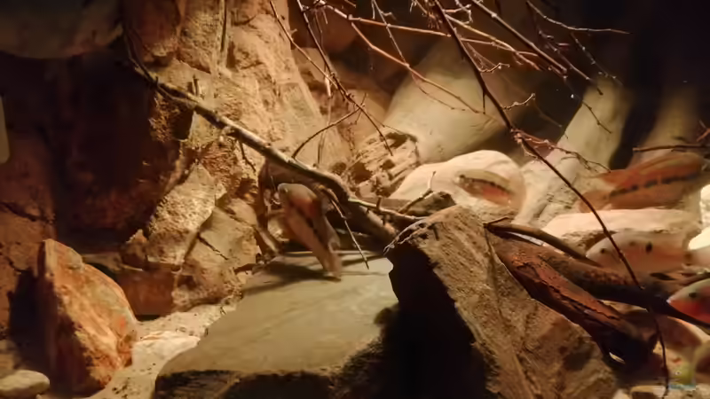 Dekoration im Aquarium Central Park von Leo-FAN (40)