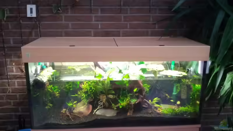 Dekoration im Aquarium Channa Home (nur noch als Beispiel) von Rabunz3l (6)