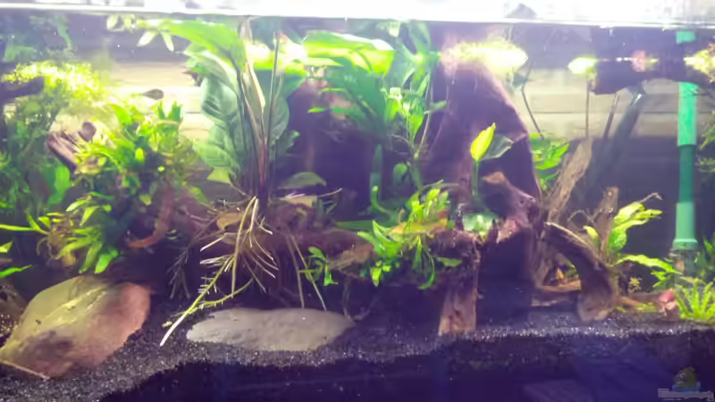 Dekoration im Aquarium Channa Home (nur noch als Beispiel) von Rabunz3l (8)