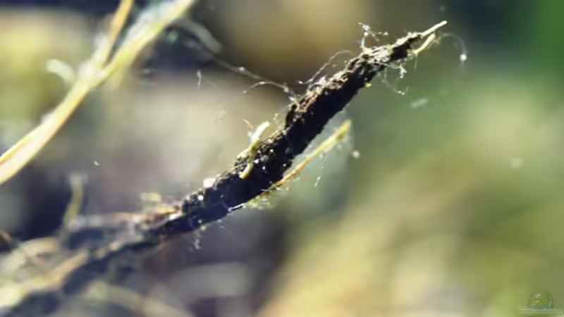 Dekoration im Aquarium Chao phraya von lomarraco (41)