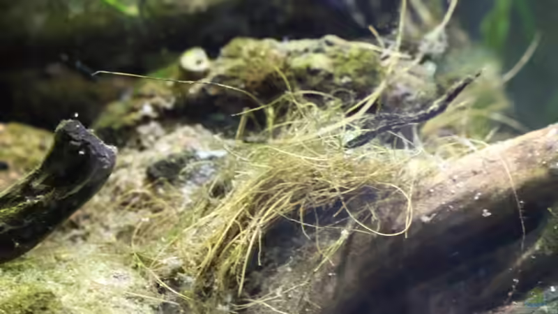 Dekoration im Aquarium Chao phraya von lomarraco (42)