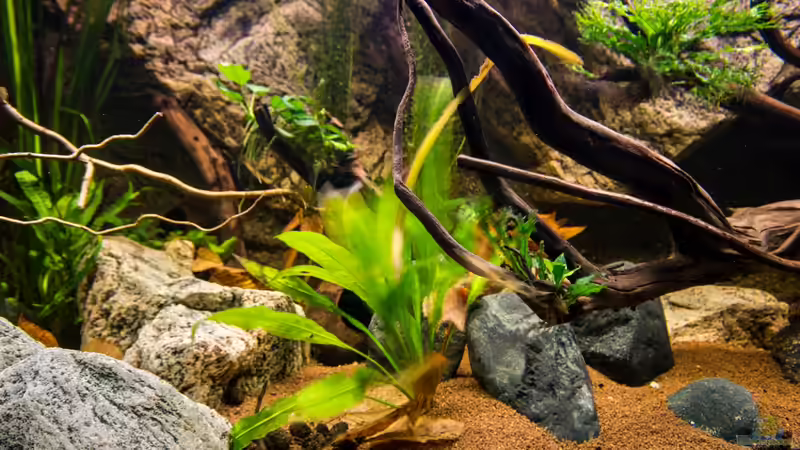 Dekoration im Aquarium Chichlidius Tank von GoreSlayer (51)