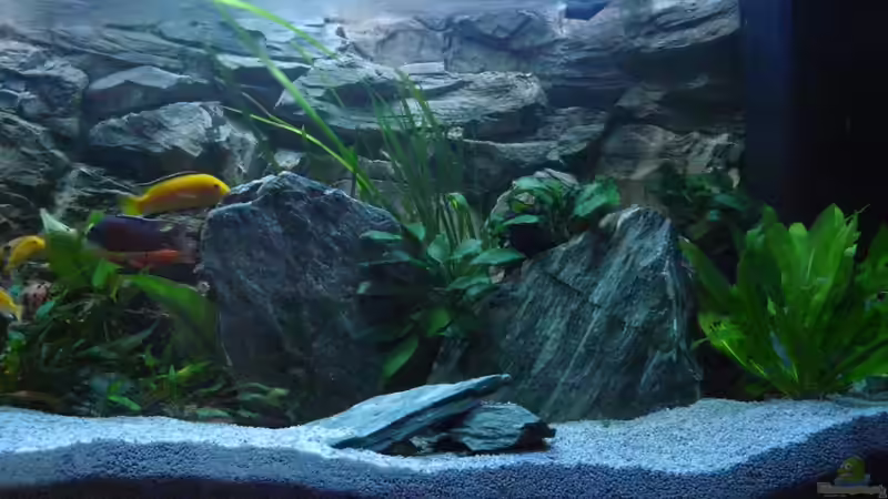 Dekoration im Aquarium Chrisly on Malawi von Chrisly (10)