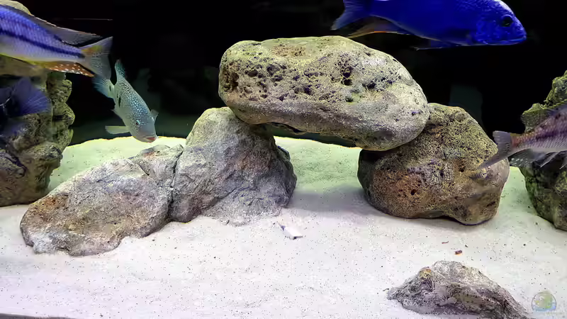Dekoration im Aquarium Cichlidenparadies von Malawi-Guard (46)