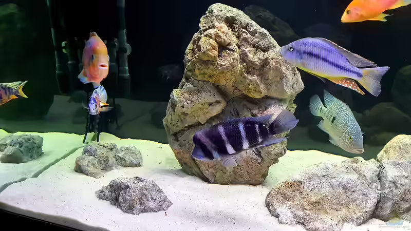 Dekoration im Aquarium Cichlidenparadies von Malawi-Guard (48)