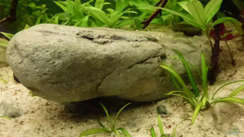 Dekoration im Aquarium Colomesus asellus im Gesellschaftsaquarium von Leon St (13)