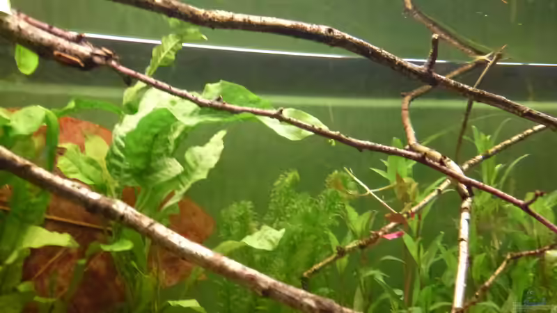Dekoration im Aquarium Colomesus asellus im Gesellschaftsaquarium von Leon St (16)