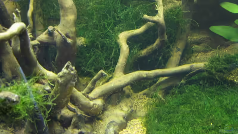 Dekoration im Aquarium Crystal Red Heimat von gestresster (Sven) (11)