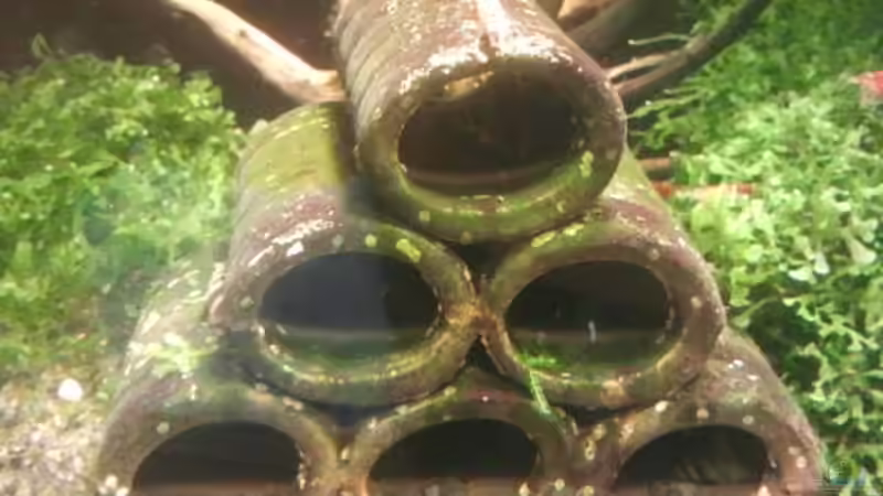 Dekoration im Aquarium Crystal Red Home von Goldi 1977 (6)