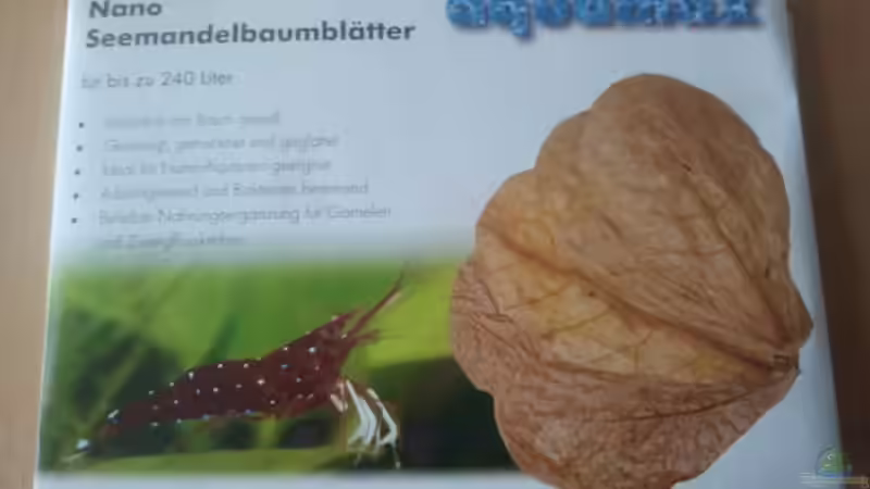 Dekoration im Aquarium Crystal Red Home von Goldi 1977 (8)