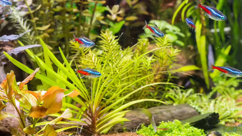 Dekoration im Aquarium Cube 125l von rasrol (17)