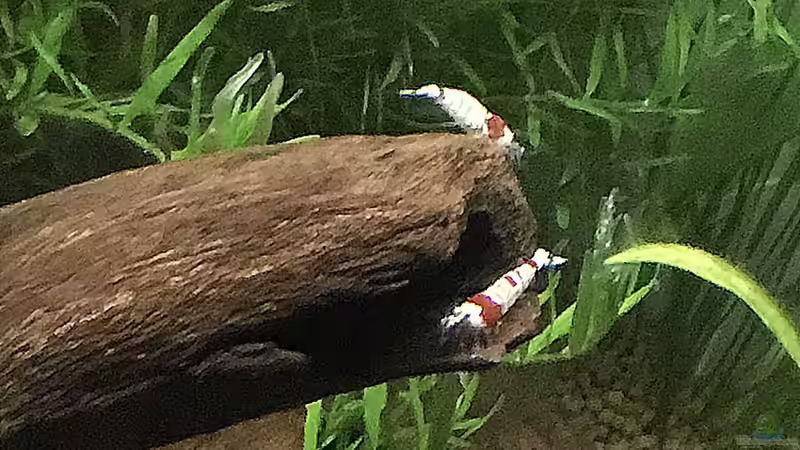 Dekoration im Aquarium Cube60 von Tom81 (15)