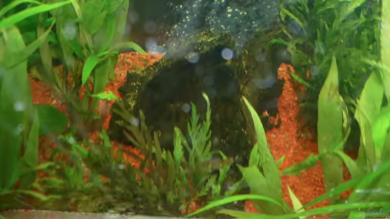 Dekoration im Aquarium Dannys Aquarium von Danny Müller (6)