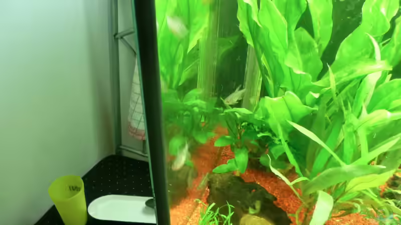 Dekoration im Aquarium Dannys Aquarium von Danny Müller (7)