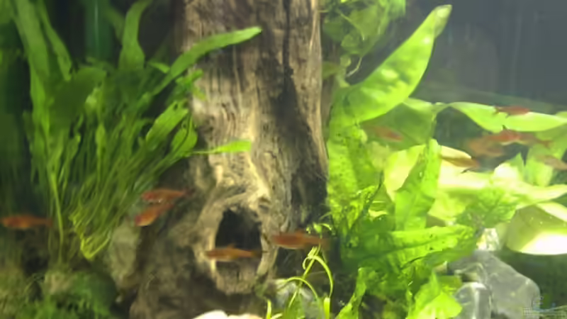 Dekoration im Aquarium Darios World von Snubby (3)