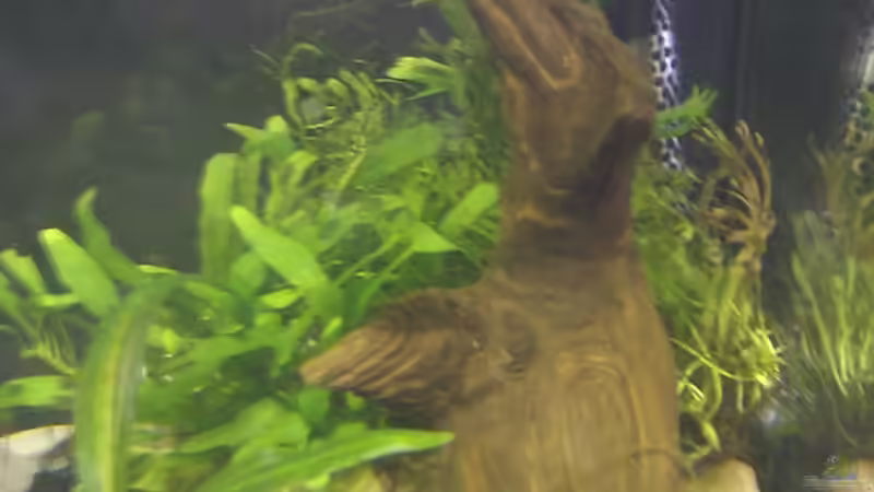 Dekoration im Aquarium Darios World von Snubby (4)