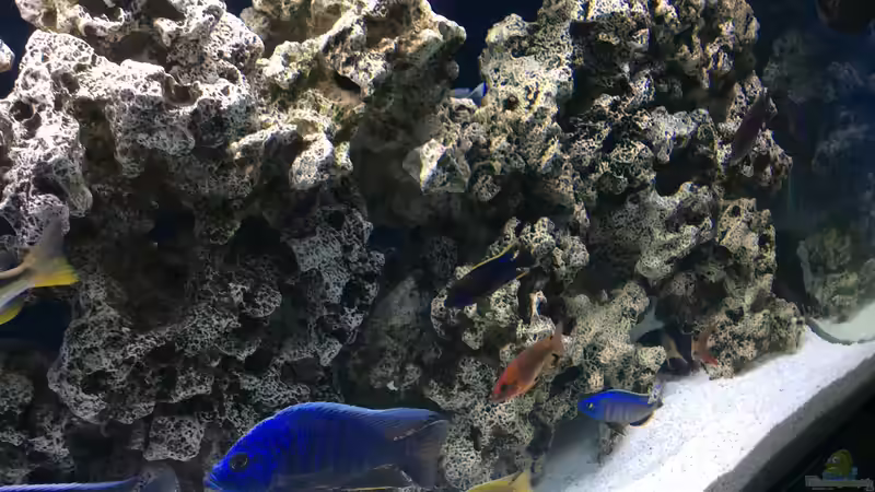 Dekoration im Aquarium DARIUS von Garbas Darius (3)