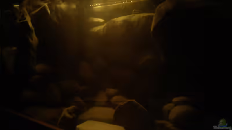 Dekoration im Aquarium dark dream von LaEy (37)