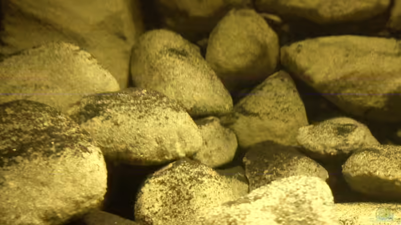 Dekoration im Aquarium dark dream von LaEy (43)