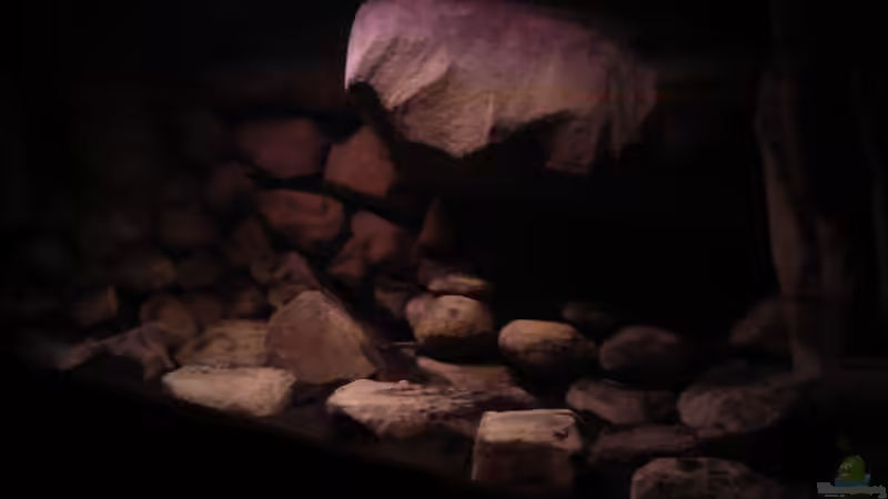 Dekoration im Aquarium dark dream von LaEy (52)