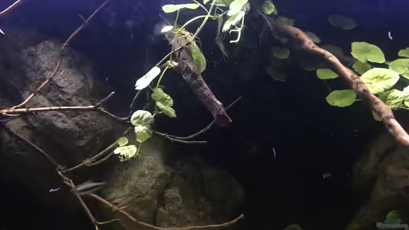 Dekoration im Aquarium DARK ROOTS (aufgelöst) von der Steirer (40)