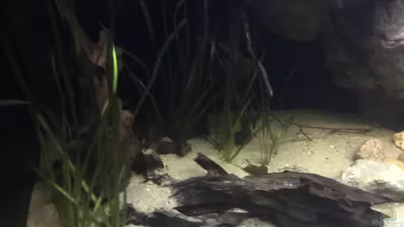 Dekoration im Aquarium DARK ROOTS (aufgelöst) von der Steirer (41)