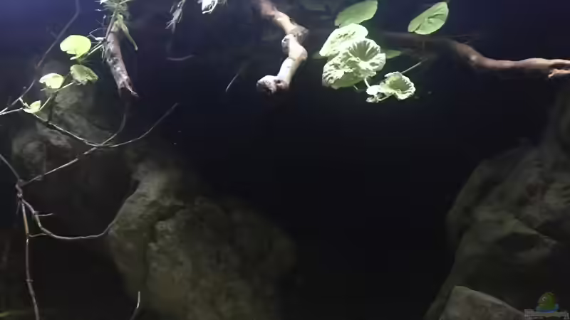 Dekoration im Aquarium DARK ROOTS (aufgelöst) von der Steirer (42)