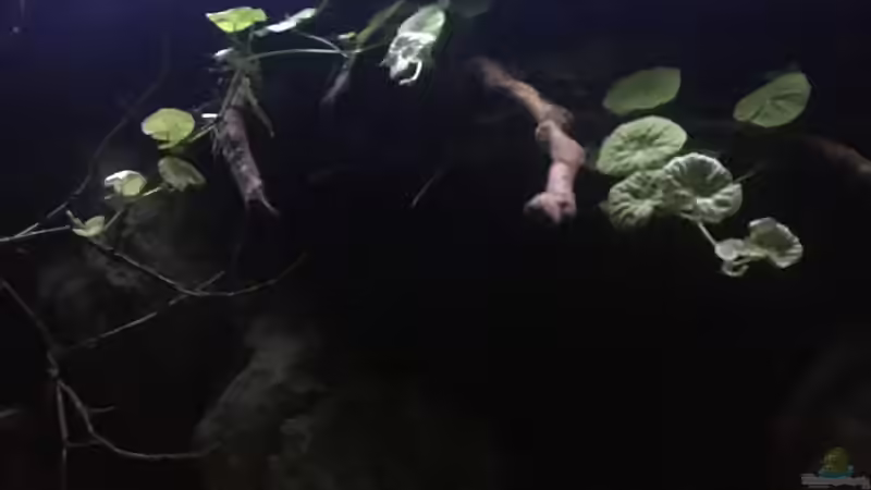 Dekoration im Aquarium DARK ROOTS (aufgelöst) von der Steirer (43)