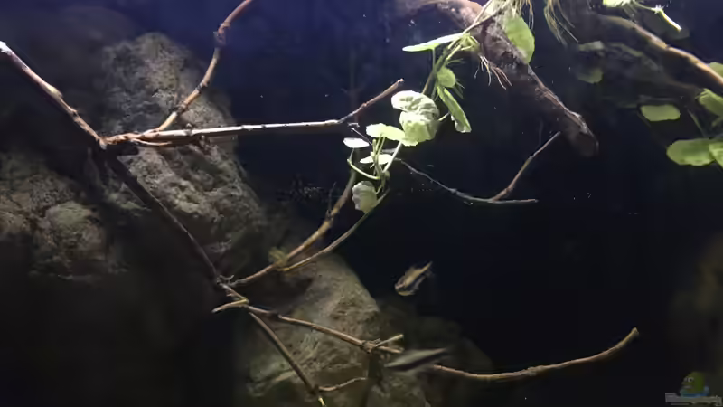 Dekoration im Aquarium DARK ROOTS (aufgelöst) von der Steirer (44)