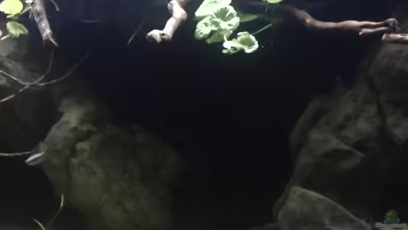 Dekoration im Aquarium DARK ROOTS (aufgelöst) von der Steirer (45)