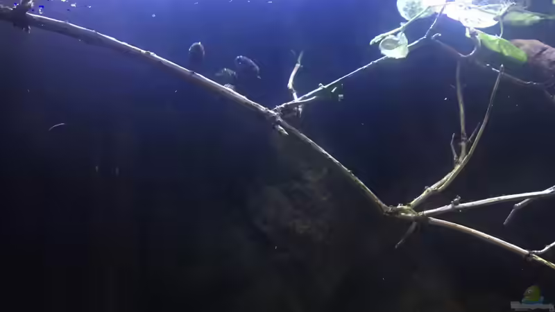 Dekoration im Aquarium DARK ROOTS (aufgelöst) von der Steirer (47)