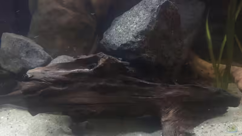 Dekoration im Aquarium DARK ROOTS (aufgelöst) von der Steirer (48)