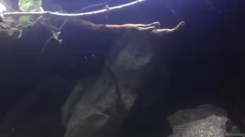 Dekoration im Aquarium DARK ROOTS (aufgelöst) von der Steirer (51)