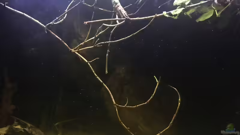 Dekoration im Aquarium DARK ROOTS (aufgelöst) von der Steirer (52)